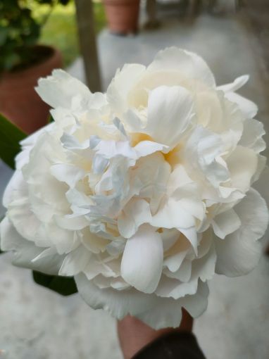 Immagine di PEONIE BIANCHE FESTIVA MAXIMA