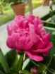 Immagine di PEONIE CREMISI