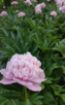 Immagine di PEONIE ROSA SORBET