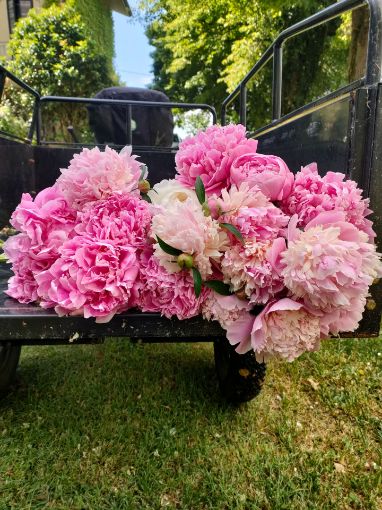 Immagine di Mazzo 6 Peonie