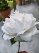 Immagine di Mazzo 6 Peonie