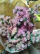Immagine di LIMONIUM ALBICOCCA