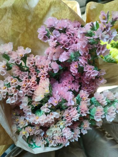 Immagine di LIMONIUM ALBICOCCA
