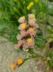Immagine di LIMONIUM ALBICOCCA