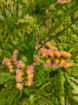 Immagine di LIMONIUM ALBICOCCA