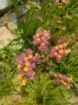 Immagine di LIMONIUM ALBICOCCA