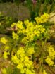 Immagine di LIMONIUM GIALLO