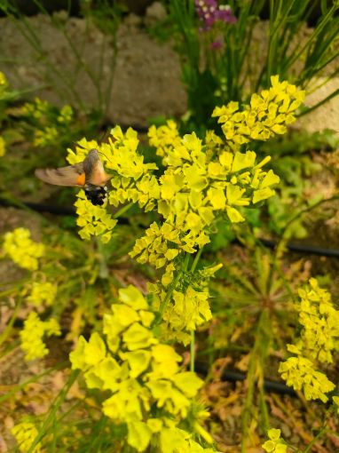 Immagine di LIMONIUM GIALLO