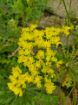 Immagine di LIMONIUM GIALLO