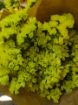 Immagine di LIMONIUM GIALLO