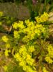 Immagine di LIMONIUM GIALLO