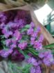 Immagine di LIMONIUM ROSA ACCESO