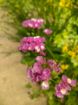 Immagine di LIMONIUM ROSA ACCESO