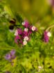 Immagine di LIMONIUM ROSA ACCESO