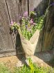 Immagine di Salvia Horminum