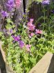 Immagine di Salvia Horminum