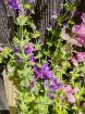 Immagine di Salvia Horminum