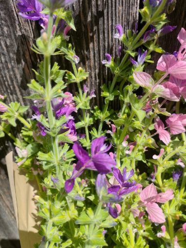 Immagine di Salvia Horminum