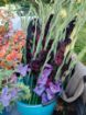 Immagine di GLADIOLI ROSSO SCURO 'EXPRESSO'