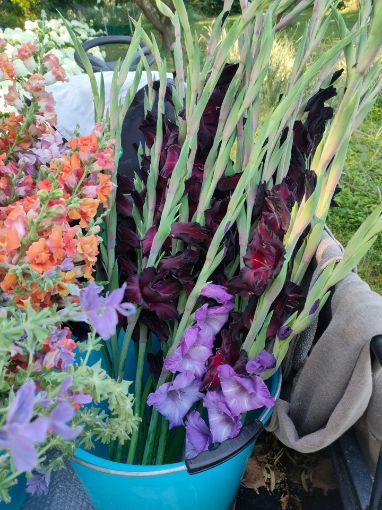 Immagine di GLADIOLI ROSSO SCURO 'EXPRESSO'