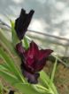 Immagine di GLADIOLI ROSSO SCURO 'EXPRESSO'