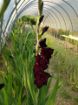 Immagine di GLADIOLI ROSSO SCURO 'EXPRESSO'