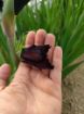Immagine di GLADIOLI ROSSO SCURO 'EXPRESSO'