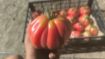 Immagine di POMODORO CUORE DI BUE ROSA