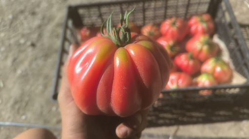 Immagine di POMODORO CUORE DI BUE ROSA