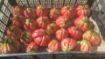 Immagine di POMODORO CUORE DI BUE ROSA
