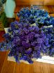 Immagine di STATICE BLU (essiccato)