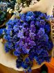 Immagine di STATICE BLU (essiccato)