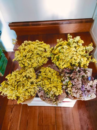 Immagine di STATICE GIALLO LIMONE (essiccato)
