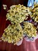 Immagine di STATICE GIALLO LIMONE (essiccato)