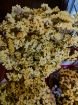 Immagine di STATICE GIALLO LIMONE (essiccato)
