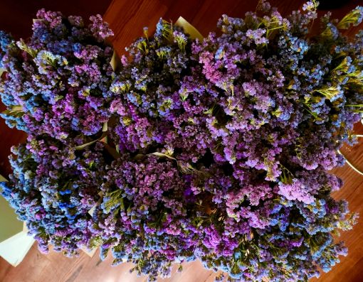 Immagine di STATICE VIOLA/LILLA (essiccato)